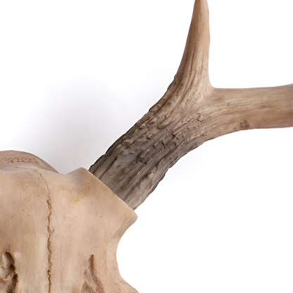 Antique-Style Buck Horn Skull Wall Decor - Rustic Resin Hunting Ornament
