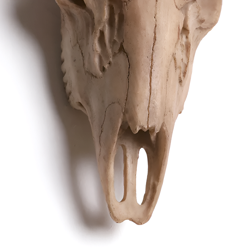 Antique-Style Buck Horn Skull Wall Decor - Rustic Resin Hunting Ornament